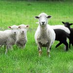 gratiot_county_sheep