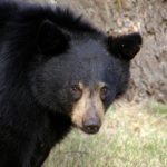 black-bear-51477_960_720